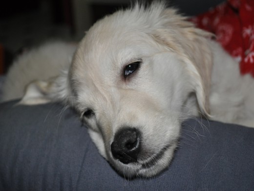 aqui tenia 5 meses y estaba tirada durmiendo en el sofa como casi siempre aqui tenia 5 meses y estaba tirada durmiendo en el sofa como casi siempre